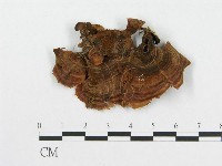 登錄號:F0004521藏品圖，第1張