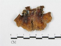 登錄號:F0004521藏品圖，第3張