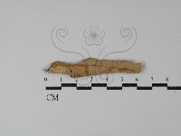 登錄號:F0004522藏品圖，第1張