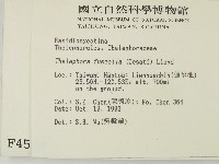 棕色革菌藏品圖，第2張