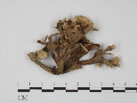 棕色革菌藏品圖，第1張