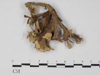 棕色革菌藏品圖，第3張