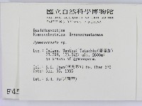 刺革菌屬藏品圖，第2張