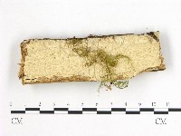 登錄號:F0004534藏品圖，第1張