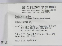 刺革菌屬藏品圖，第2張