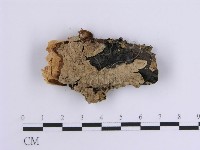 韌革菌屬藏品圖，第3張