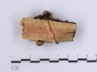 韌革菌屬藏品圖，第4張