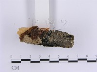 韌革菌屬藏品圖，第5張