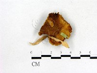 登錄號:F0004537藏品圖，第3張