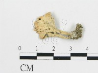 登錄號:F0004541藏品圖，第1張