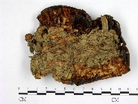登錄號:F0004542藏品圖，第3張