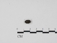 登錄號:F0004545藏品圖，第1張