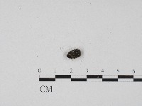 登錄號:F0004545藏品圖，第3張