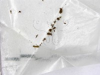登錄號:F0004546藏品圖，第1張