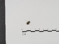 登錄號:F0004549藏品圖，第1張