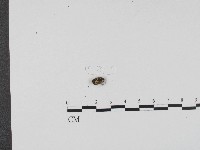 登錄號:F0004549藏品圖，第3張