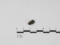 登錄號:F0004550藏品圖，第3張