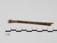 登錄號:F0004551藏品圖，第1張