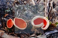 登錄號:F0004552藏品圖，第5張