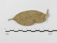 柄銹菌屬藏品圖，第1張