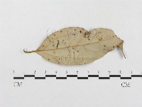 柄銹菌屬藏品圖，第3張