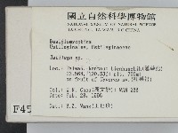 黑粉菌屬藏品圖，第2張