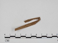 黑粉菌屬藏品圖，第1張