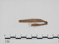黑粉菌屬藏品圖，第3張