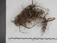 黑粉菌屬藏品圖，第5張