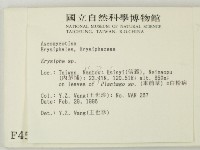 白粉病藏品圖，第2張