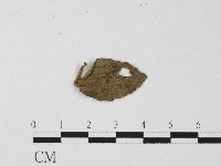 白粉病藏品圖，第3張