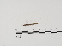 登錄號:F0004556藏品圖，第1張