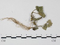 白粉病藏品圖，第1張