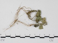 白粉病藏品圖，第3張