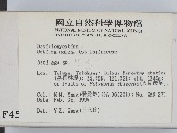 黑粉菌屬藏品圖，第2張