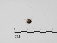 登錄號:F0004559藏品圖，第3張