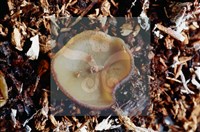 登錄號:F0004559藏品圖，第6張