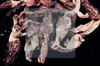 登錄號:F0004560藏品圖，第4張