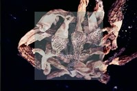 登錄號:F0004560藏品圖，第5張