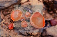 登錄號:F0004563藏品圖，第4張