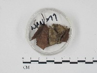 登錄號:F0004564藏品圖，第1張