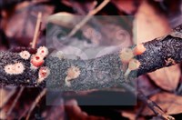 登錄號:F0004565藏品圖，第4張