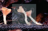 登錄號:F0004565藏品圖，第6張