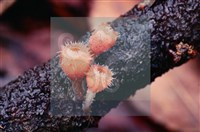 登錄號:F0004565藏品圖，第8張