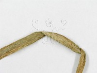 登錄號:F0004566藏品圖，第4張