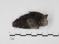 登錄號:F0004567藏品圖，第1張