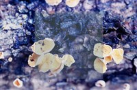 登錄號:F0004568藏品圖，第5張