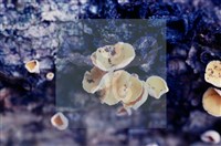 登錄號:F0004568藏品圖，第6張