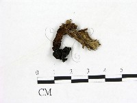 登錄號:F0004569藏品圖，第1張