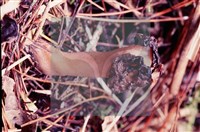 登錄號:F0004569藏品圖，第4張